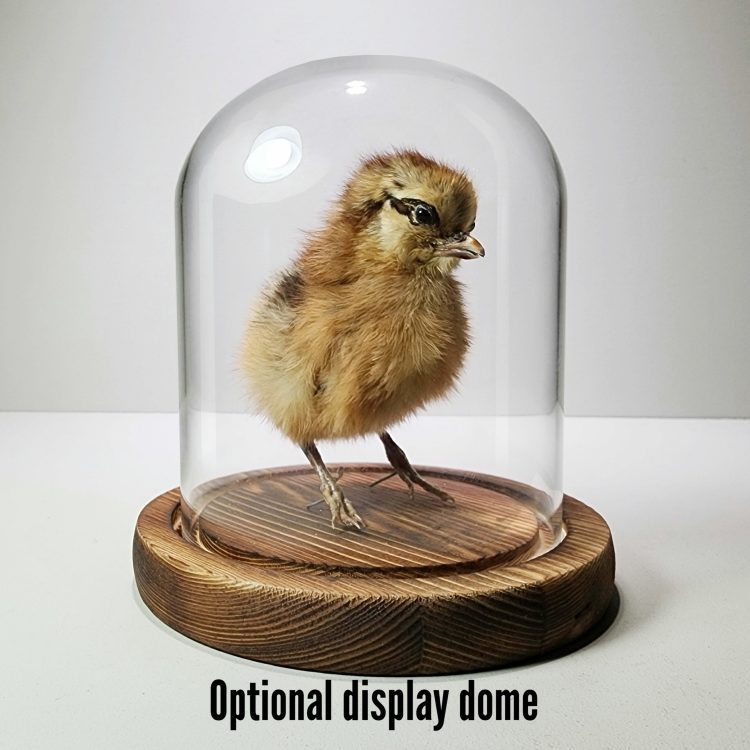 Taxidermy Chick, Oddities and Curiosities, Cloche, Display Dome, Curio
