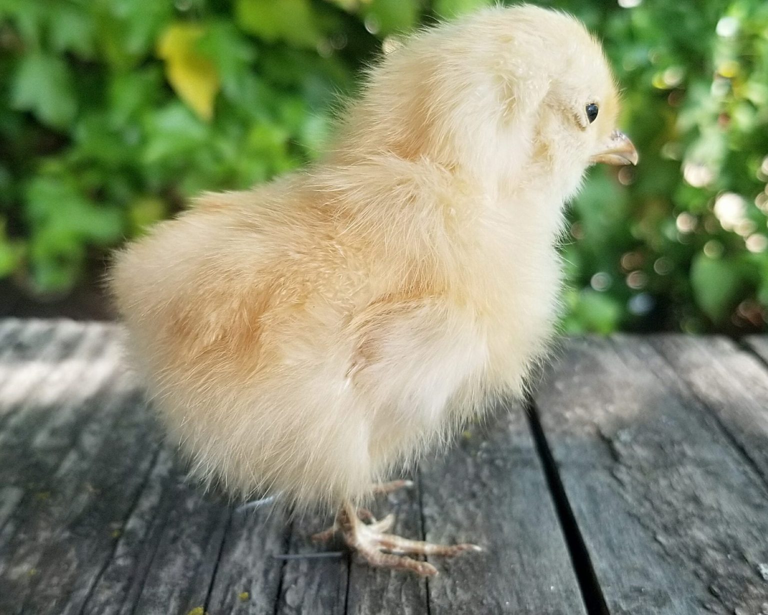 Taxidermy Chick, Real Baby Chicks, Oddities, Curiosities Oddities For