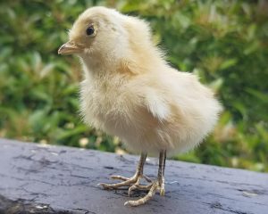 Oddities and Curiosities, Taxidermy Chicks, Taxidermy Baby Chicken