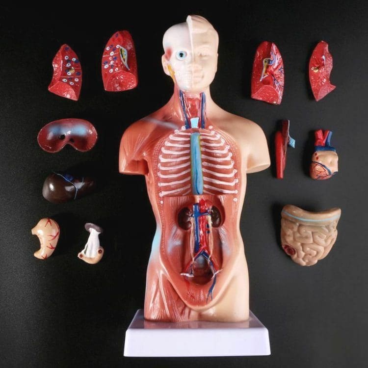 Human Torso Model, Medical Model Human Body, Curiosities