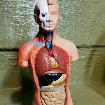 Human Torso Model, Oddities Curiosities, Vintage Medical Model