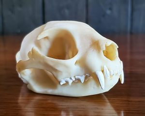 Replica Cat Skull, Domestic Cat Skull, Oddities Curiosities