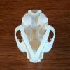 Replica Cat Skull, Domestic Cat Skull, Oddities Curiosities