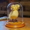 Two Headed Duck In Dome, Oddities Display Dome, 2 Headed Duckling in Glass Dome