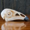 Replica Black Vulture Skull, Vulture Skull, Oddities Curiosities