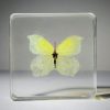 Common Brimstone, Real Butterfly In Resin, Insects In Resin