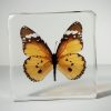 Plain Tiger Butterfly In Resin, Insects In Resin