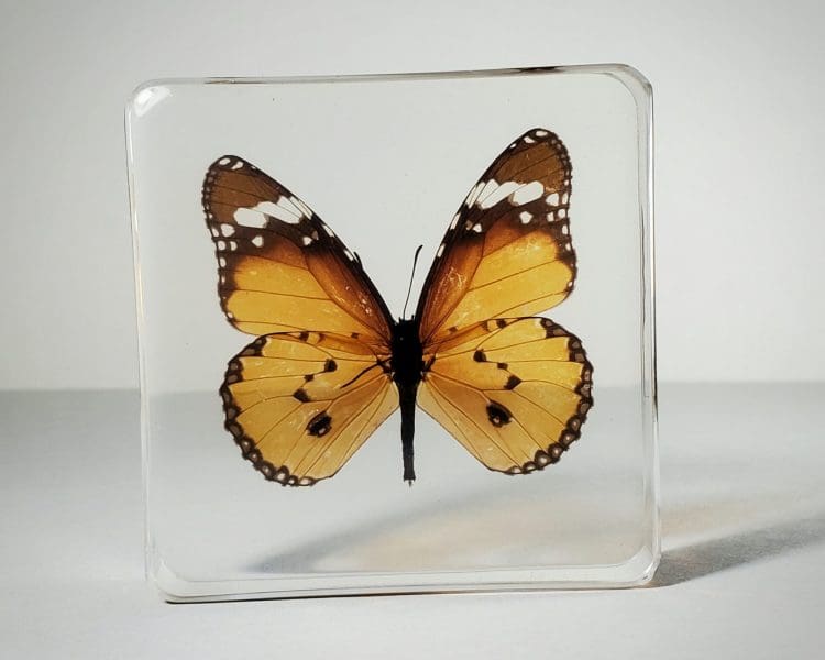 Plain Tiger Butterfly In Resin, Insects In Resin