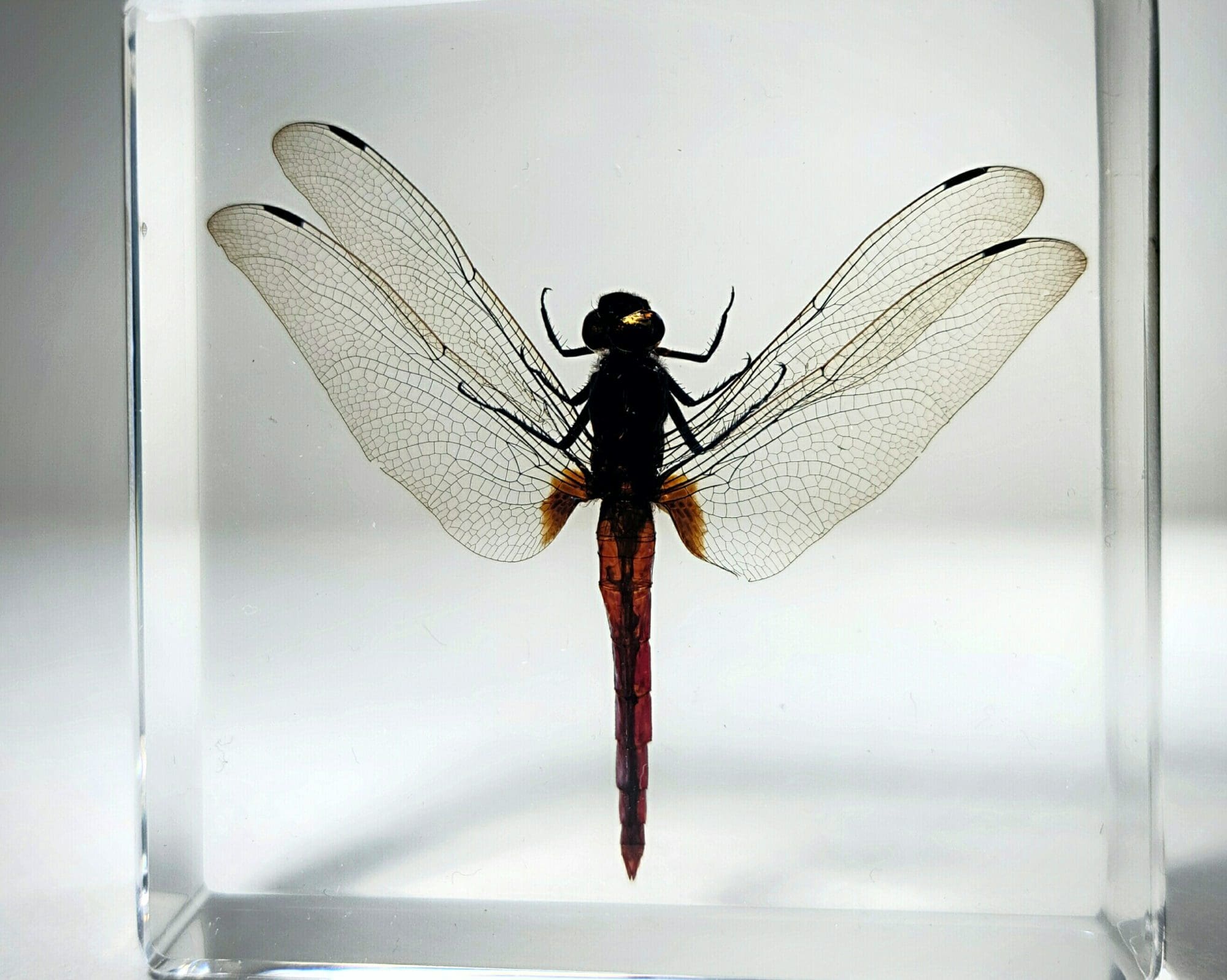 Real Dragonfly In Resin, Dragonfly Display, Lucite, Insects in Resin