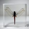 Real Dragonfly In Resin, Lucite Specimens