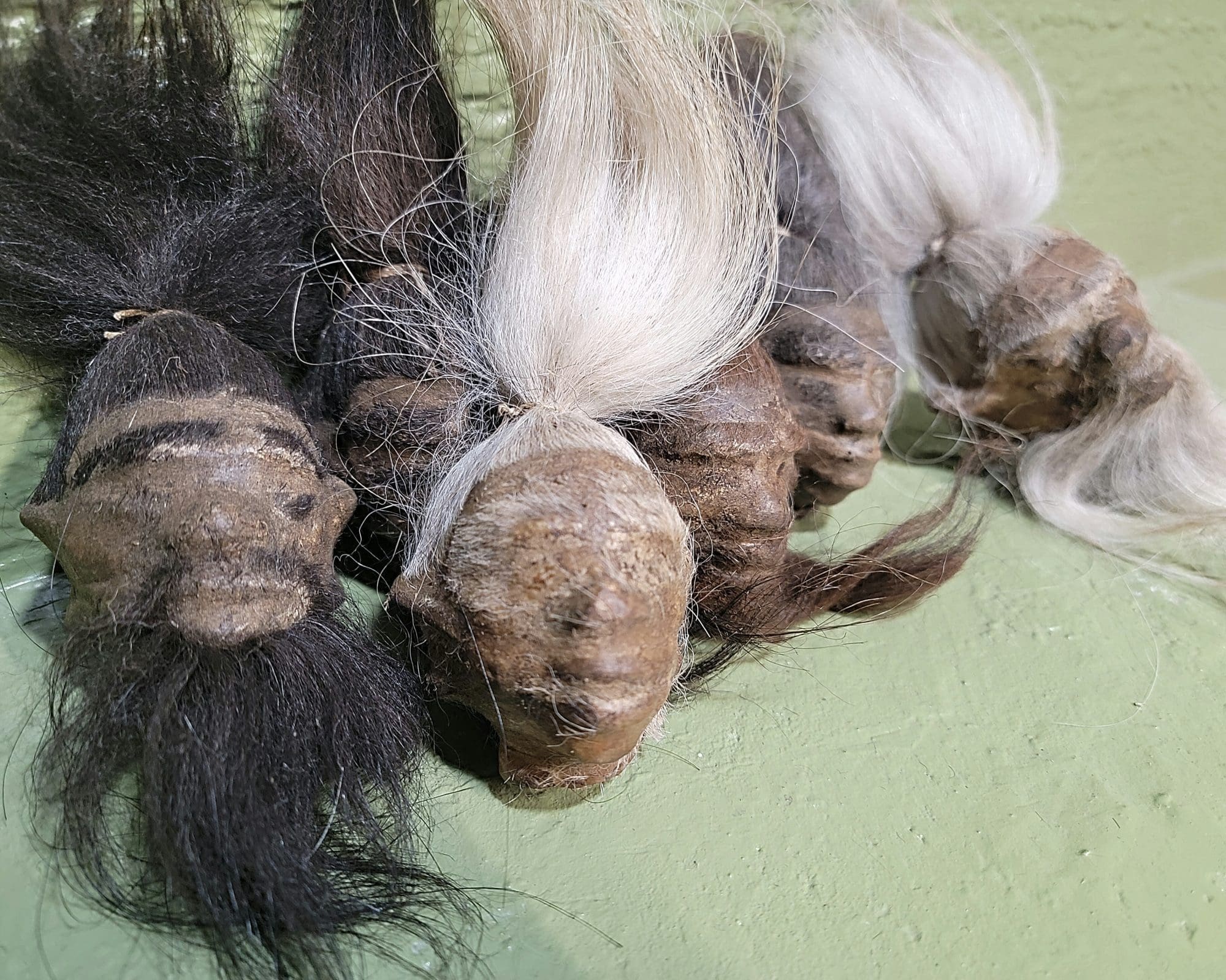Genuine Skin Hair shrunken head From Ecuador Resale Oddity Job lot Of 12 