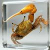 Fiddler Crab In Resin, Real Crab Specimen