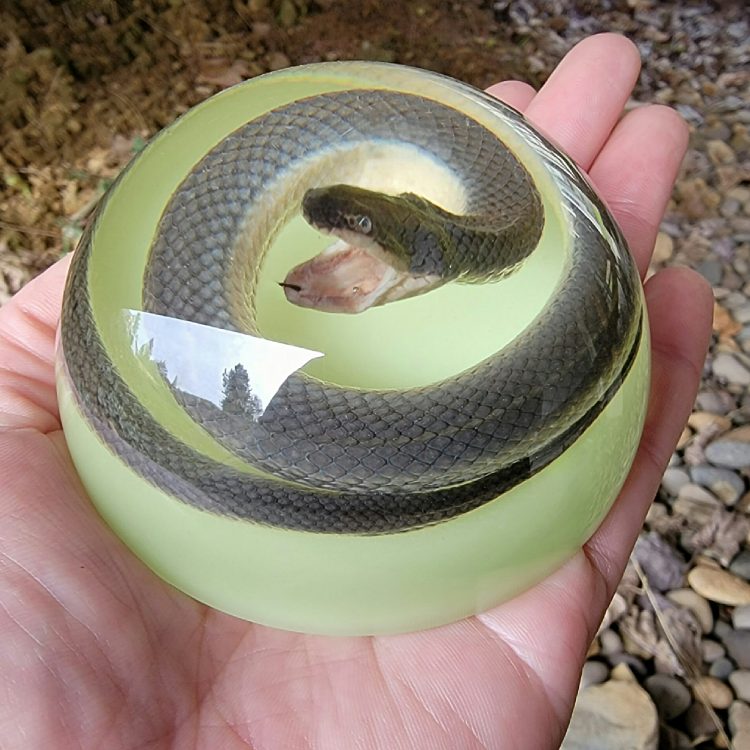 Real Snake paperweight Glow in the Dark, Glow Snake, Oddities, Preserved Snake