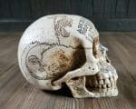 Ouija Skull, Carved Human Skull, Gothic Decor