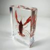 Real Crayfish In Resin, Crayfish Specimen, Oddities Curiosities