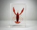 Real Crayfish In Resin, Crayfish Specimen, Oddities Curiosities
