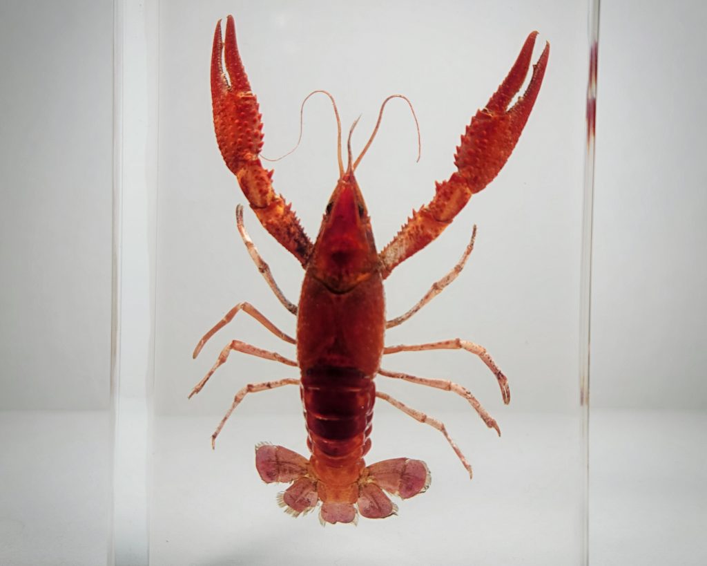 Real Crayfish in Resin, Red Swamp Crayfish, Procambarus clarkii