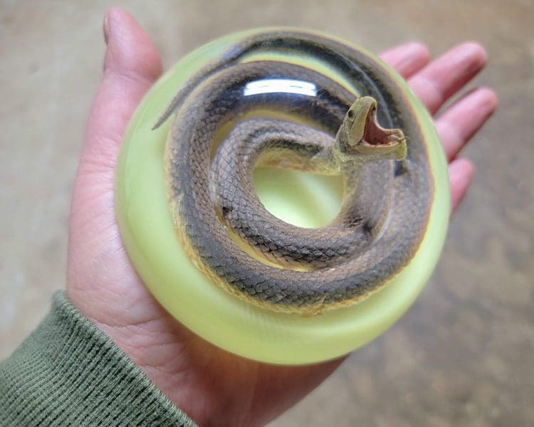 Real Snake In Resin, Real Snake Globe, Oddities Curiosities