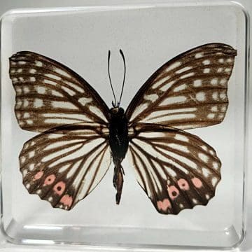 Real Butterfly In Resin, Insects In Resin, Ring Skirt Butterfly