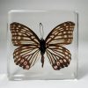 Real Butterfly In Resin, Insects In Resin, Ring Skirt Butterfly