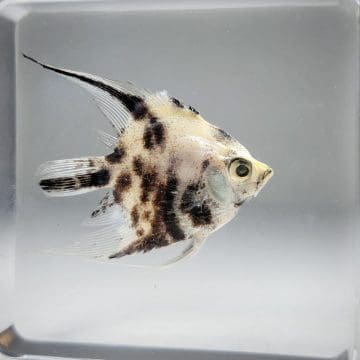 Real Angelfish In Resin, Fish In Resin, Aquatic Decor