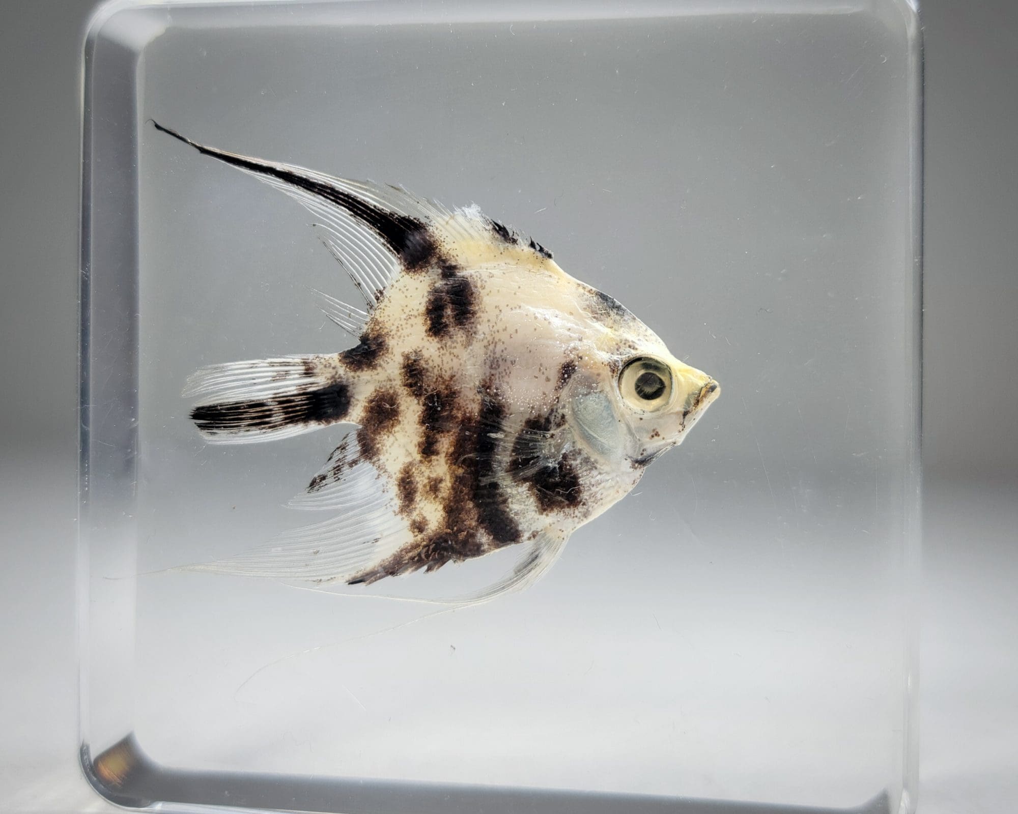 Real Fish in Resin, Freshwater Angelfish in Resin, Aquatic Decor,  Pterophyllum scalare - Oddities For Sale has unique