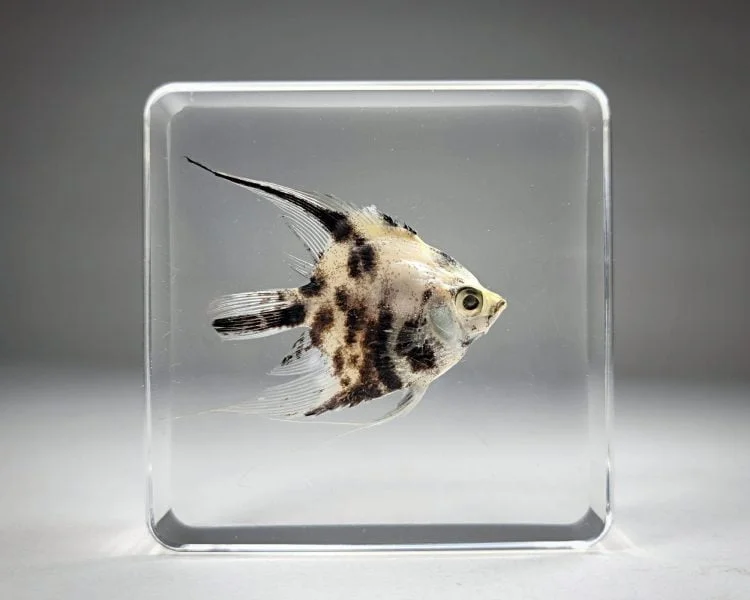 https://odditiesforsale.com/wp-content/uploads/2021/12/Angelfish-In-Resin-Real-Fish-2-scaled-750x600.jpg.webp