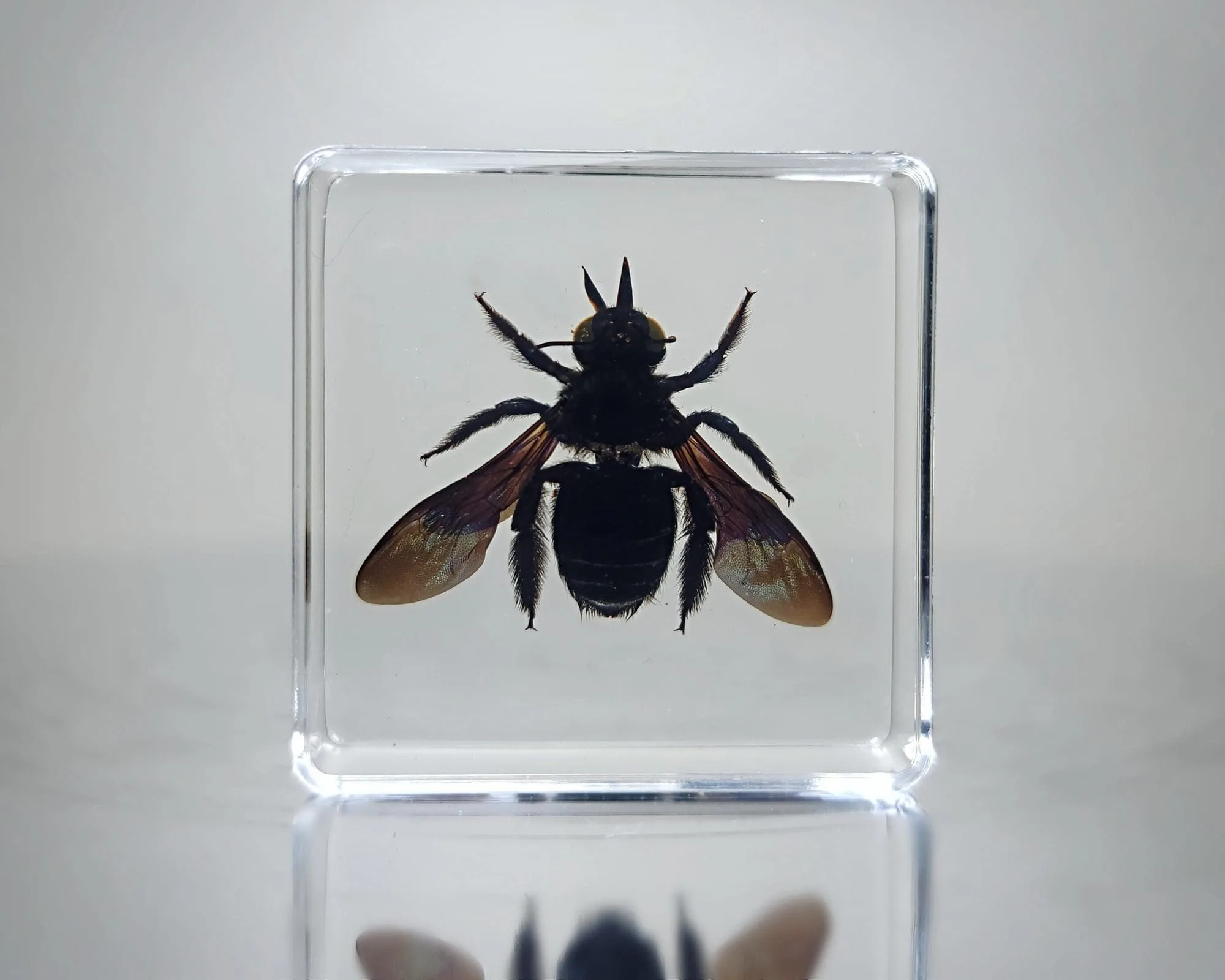 Carpenter Bee in Resin, Bamboo Bee in Resin, Real Bee