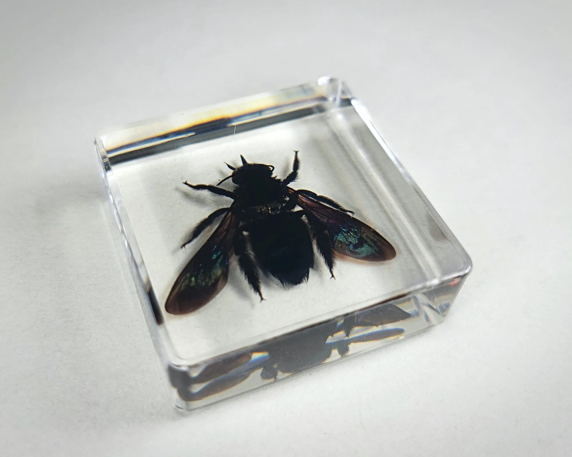 Carpenter Bee in Resin, Bamboo Bee in Resin, Real Bee