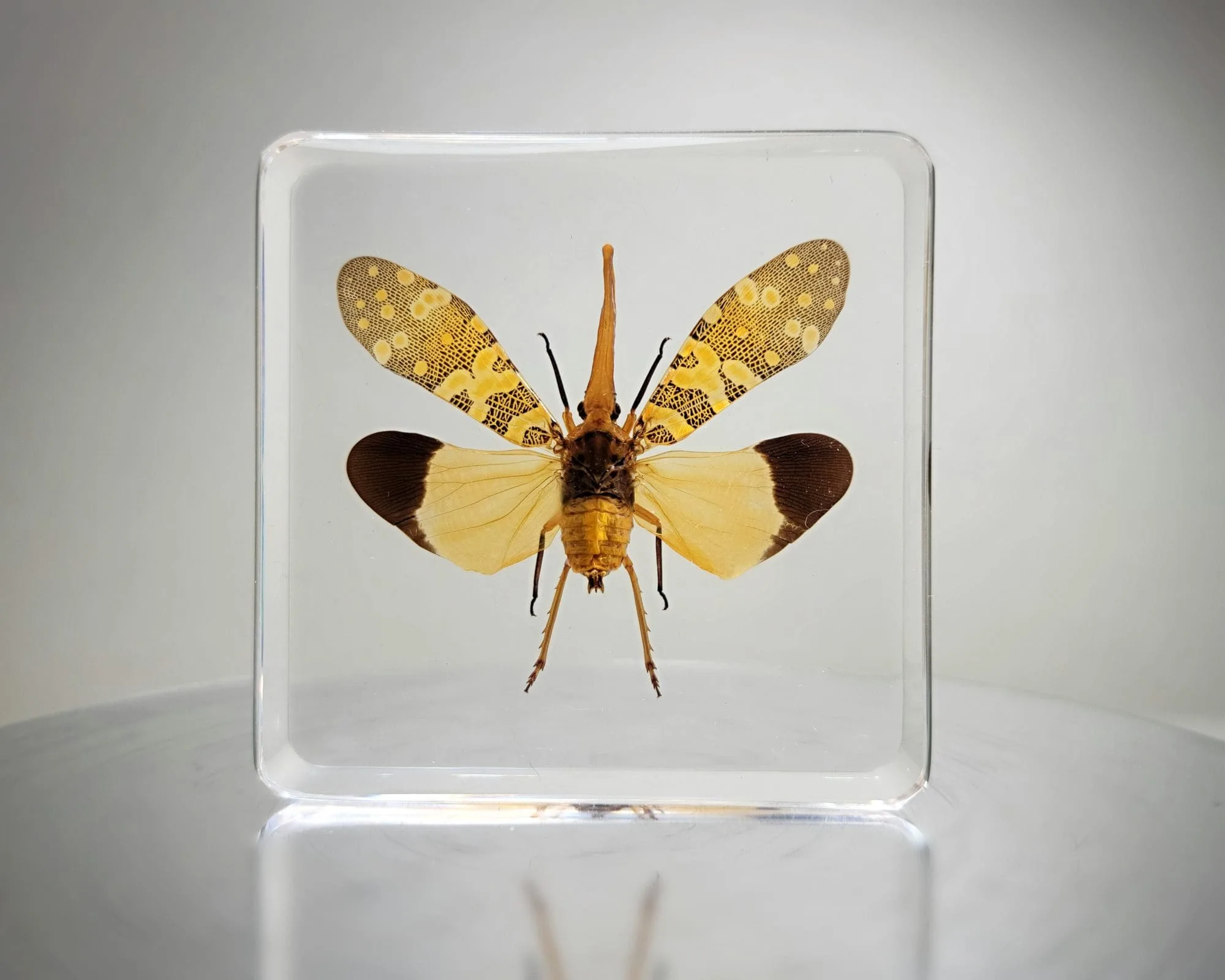 Slide 2 for Lanternfly In Resin, Wings Open, Insects in Resin, Fulgora candelaria