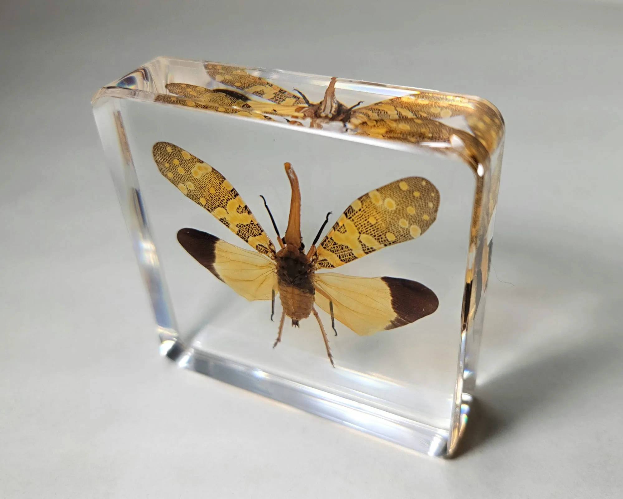 Slide 3 for Lanternfly In Resin, Wings Open, Insects in Resin, Fulgora candelaria