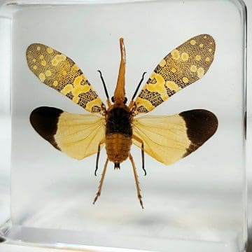 Lantern Fly In Resin, Insect Specimen