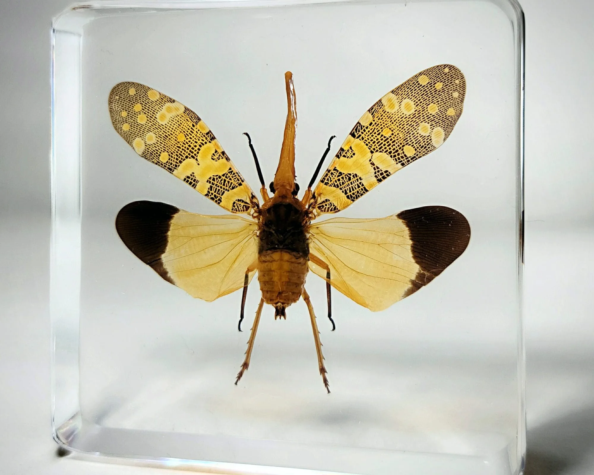 Slide 1 for Lanternfly In Resin, Wings Open, Insects in Resin, Fulgora candelaria