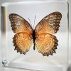 Real Butterfly In Resin, Lacewing Butterfly in Lucite