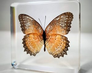 Real Butterfly In Resin, Lacewing Butterfly in Lucite