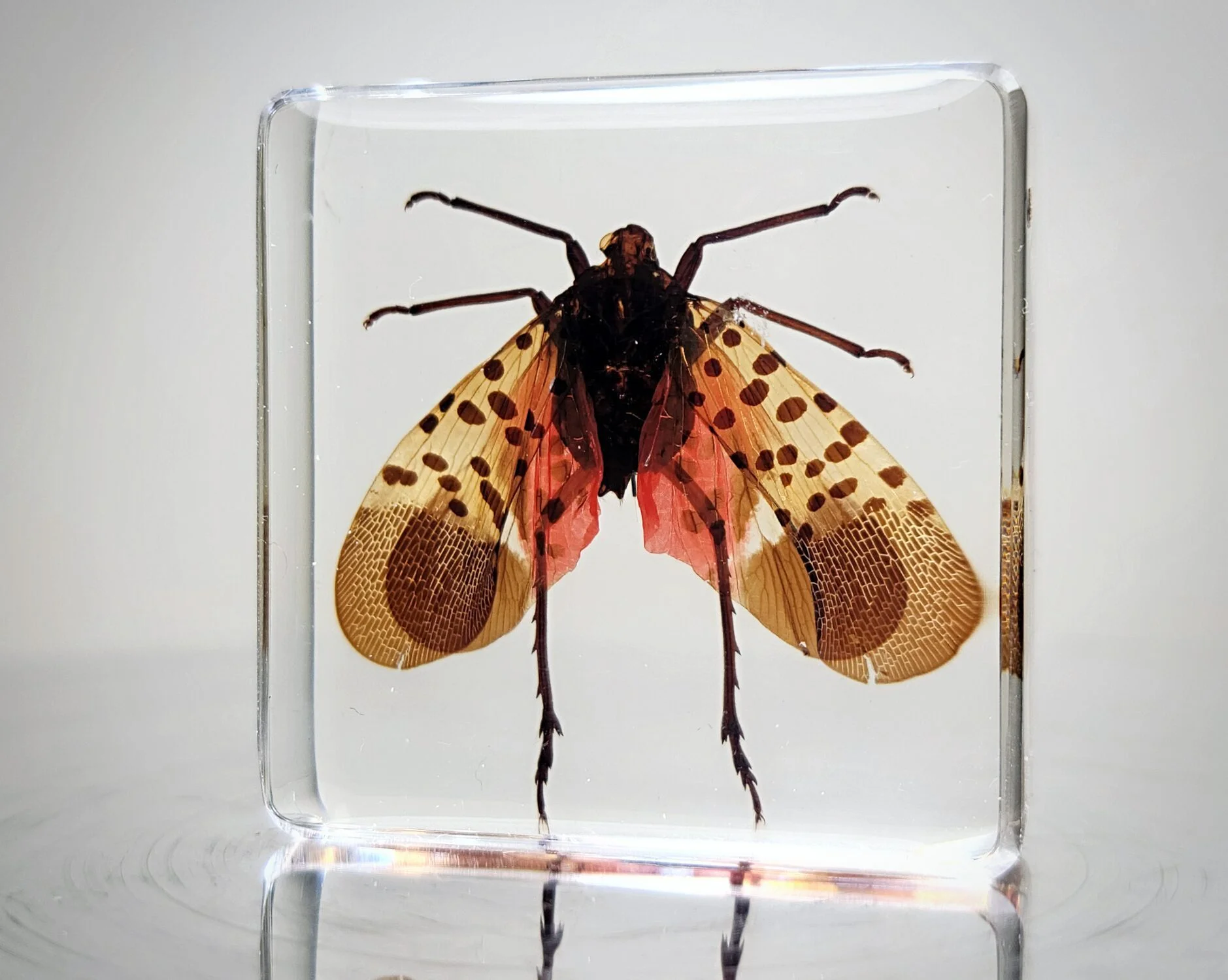 Spotted Lantern Fly In Resin, Insects in lucite