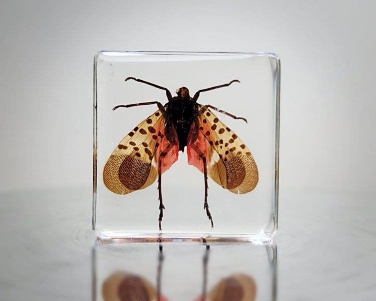Spotted Lantern Fly In Resin, Insects in lucite