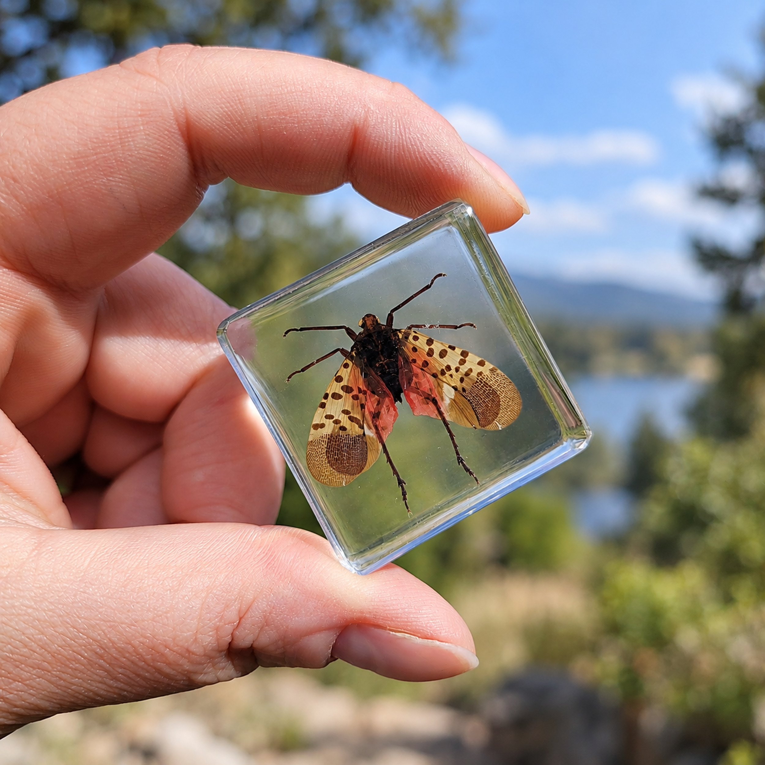 Slide 6 for X3 Tiny Insect in Resin Set, Lanternfly, Bee, Butterfly -Air