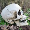 Human Skull Movable Jaw, Halloween Decor, Gothic Decor