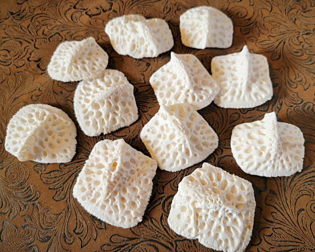 X4 Large Alligator Scutes, Alligator Scales, Oddities Curiosities ...