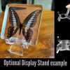 Resin Butterfly Display Stand, Preserved Insect Display
