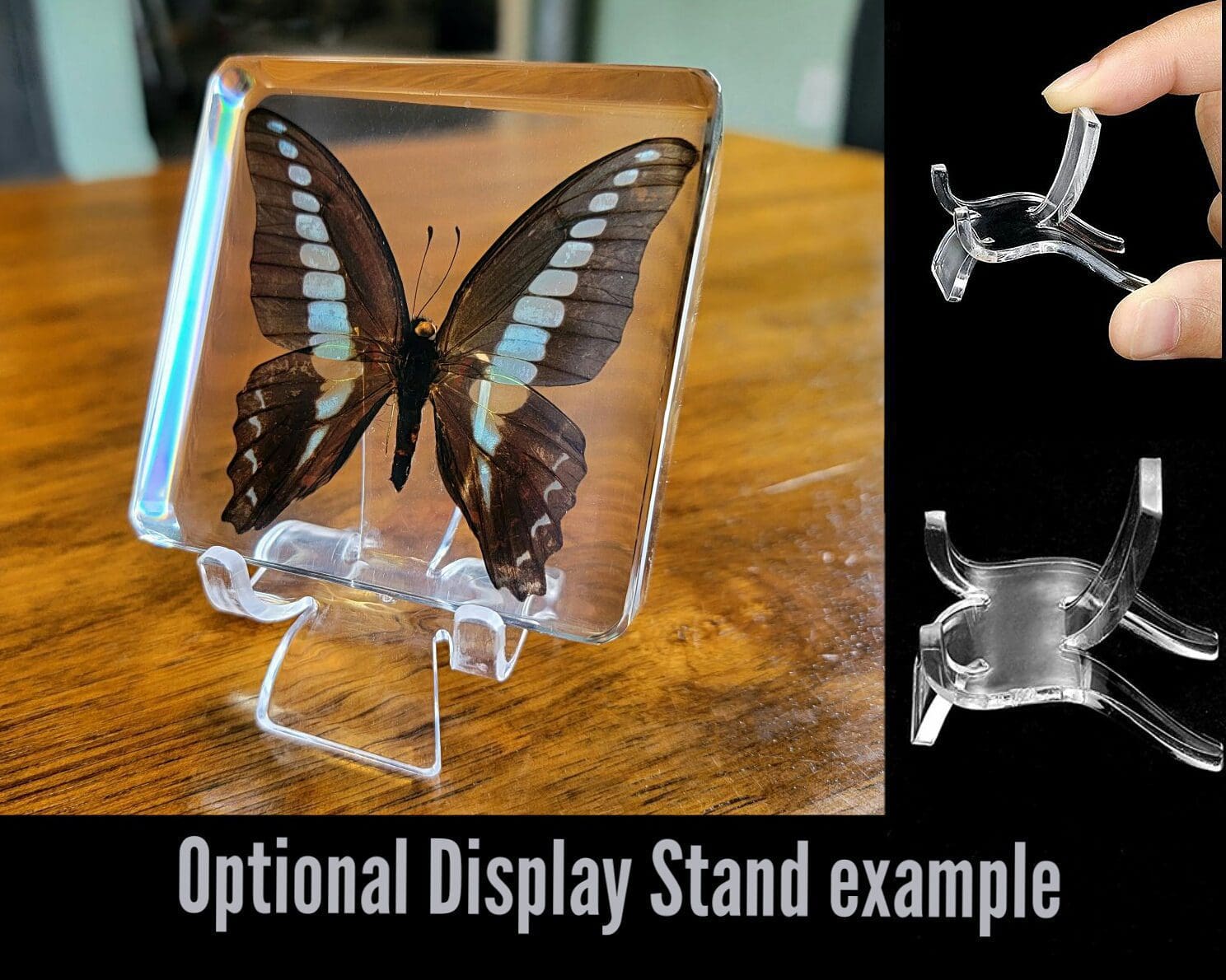 Resin Butterfly Display Stand, Preserved Insect Display
