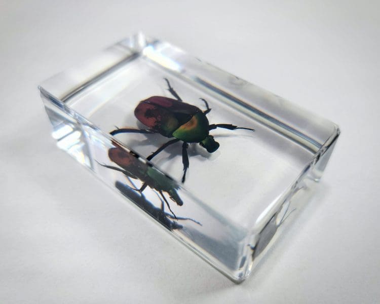 Chafer Beetle In Resin