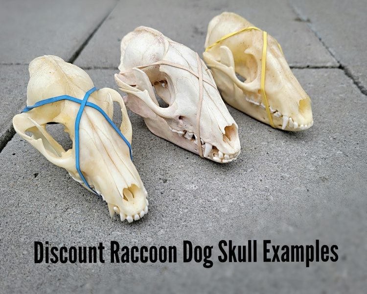 Raccoon Dog Skull, Raccoondog, Real Animal Skulls