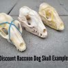 Raccoon Dog Skull, Raccoondog, Real Animal Skulls