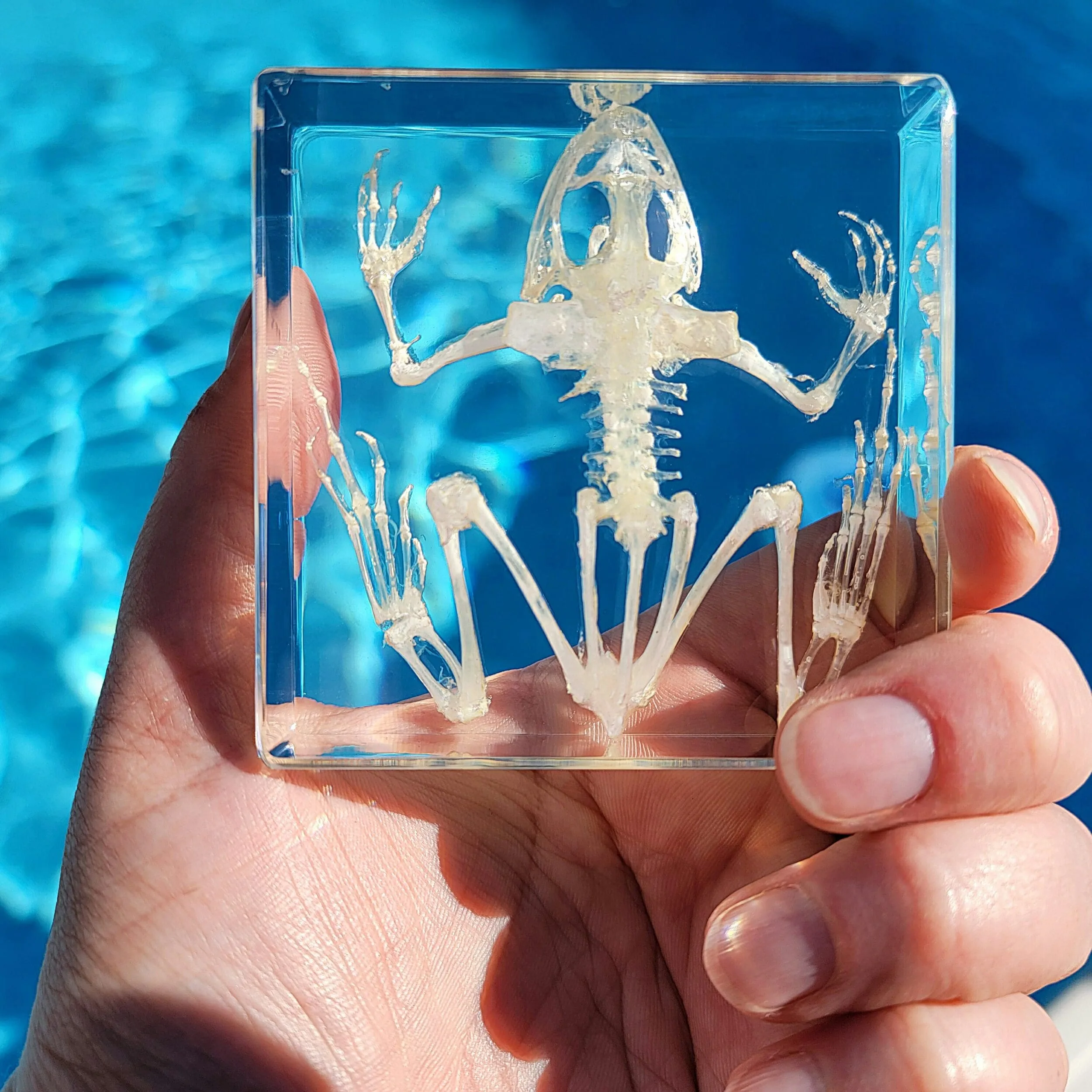Slide 4 for Toad Skeleton in Resin, Real Frog Skeleton, Oddities Curiosities