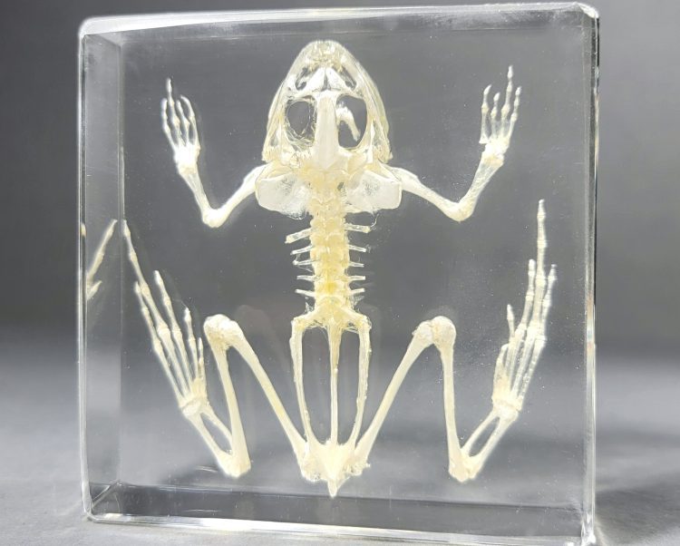 Toad Skeleton In Resin, Frog Skeleton