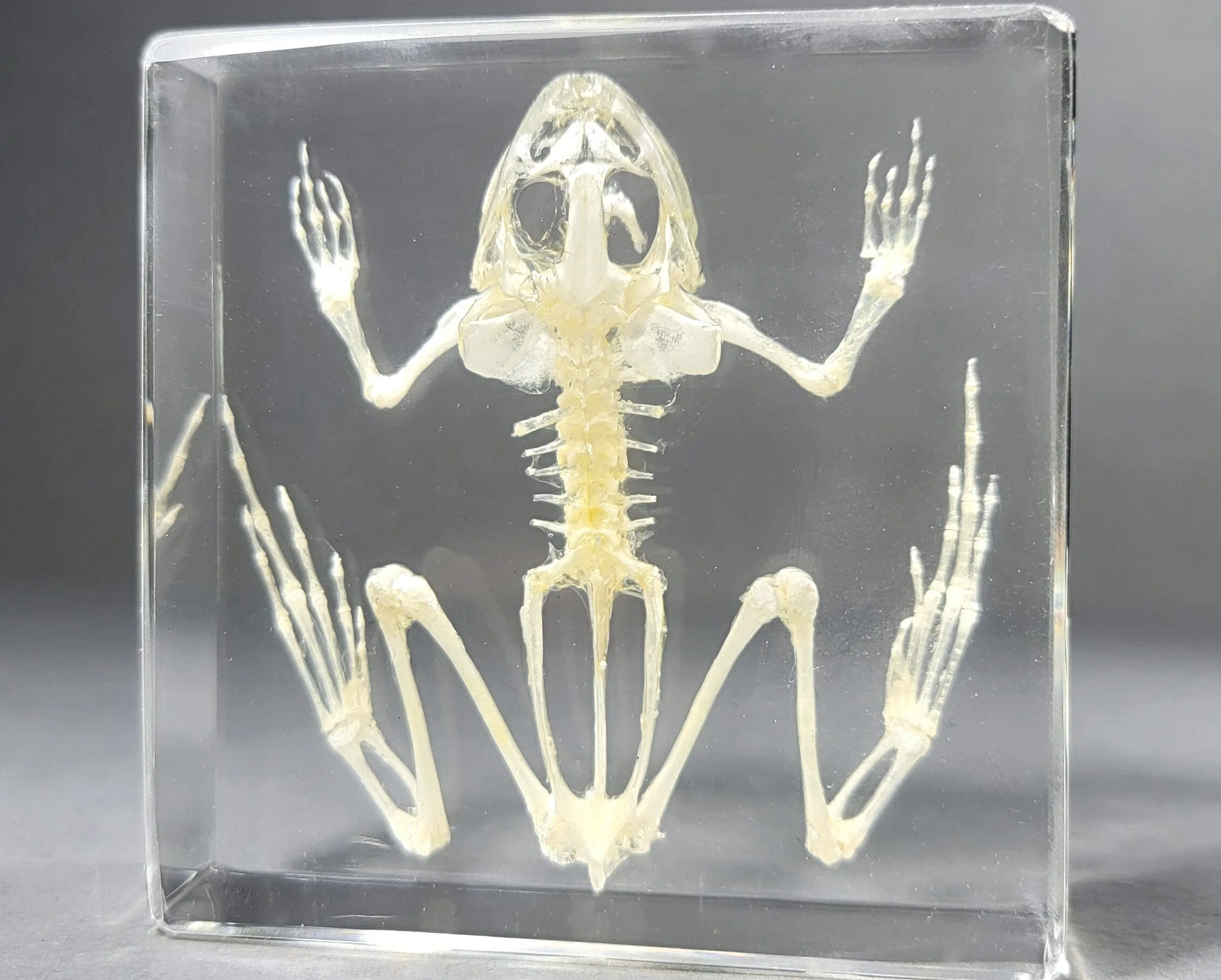 Slide 1 for Toad Skeleton in Resin, Real Frog Skeleton, Oddities Curiosities
