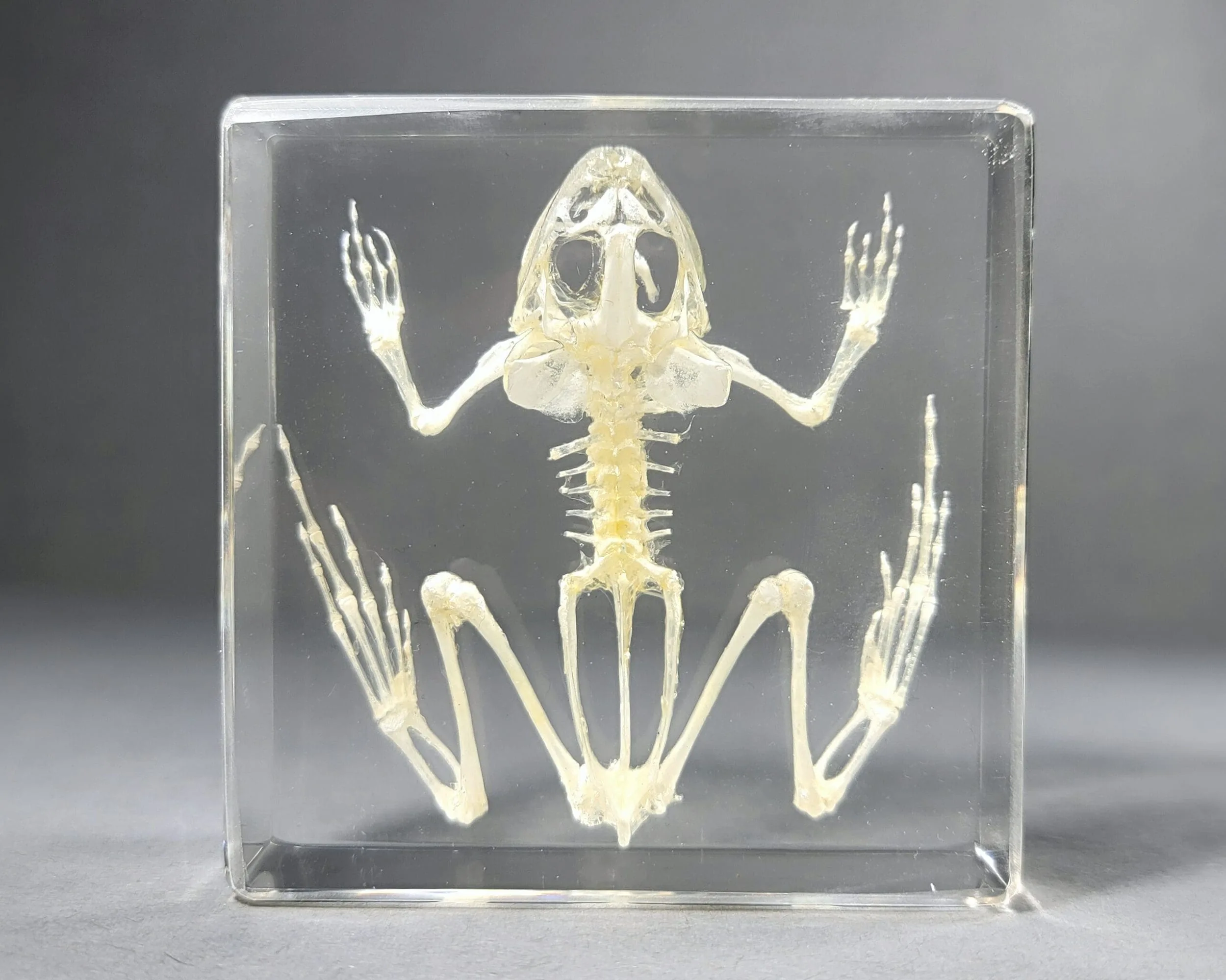 Slide 2 for Toad Skeleton in Resin, Real Frog Skeleton, Oddities Curiosities