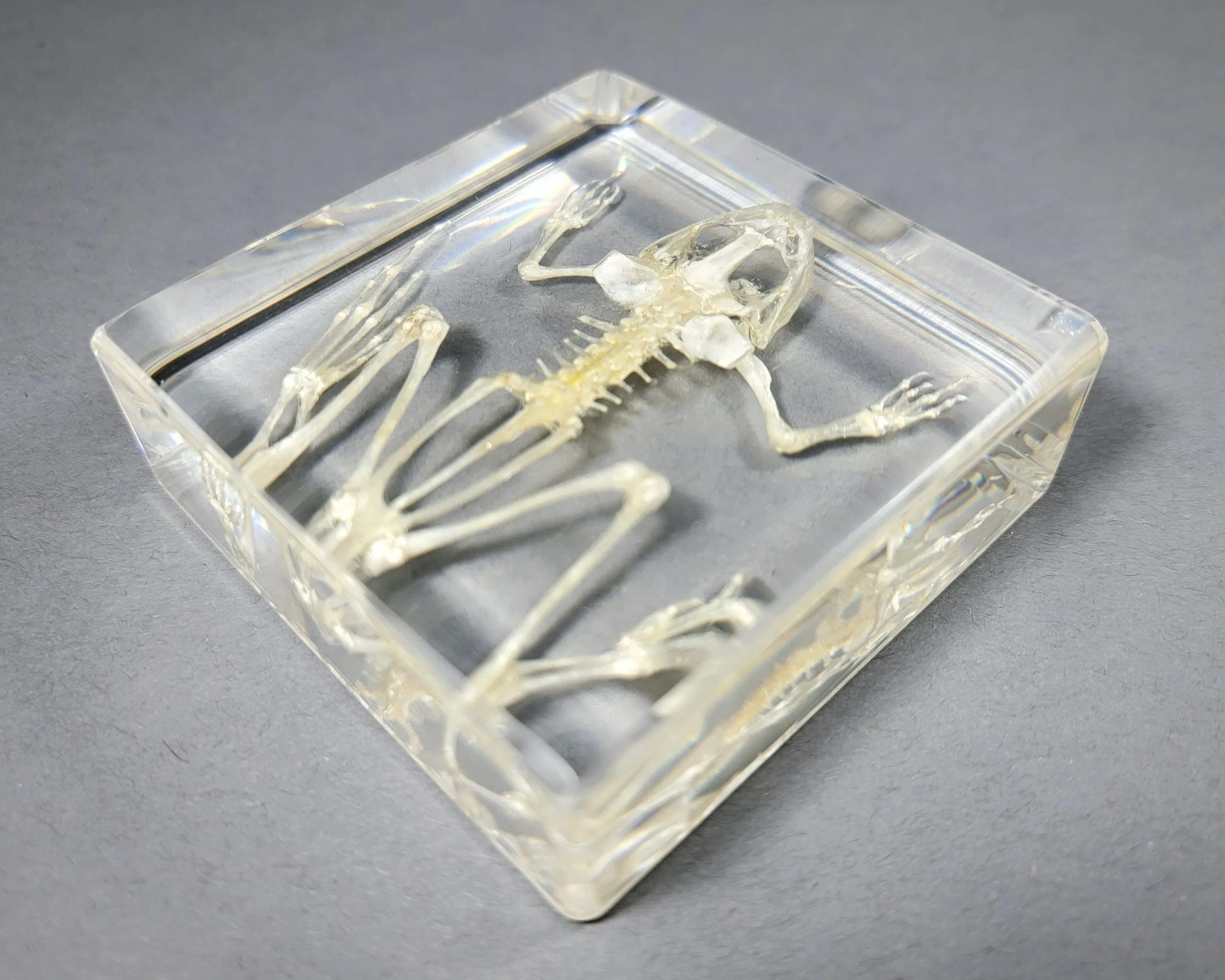 Slide 3 for Toad Skeleton in Resin, Real Frog Skeleton, Oddities Curiosities